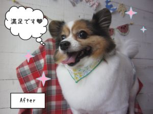 パピヨンのメルちゃん施術後