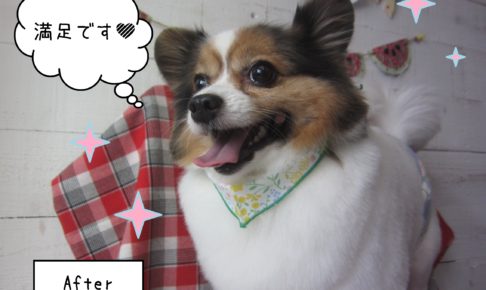 パピヨンのメルちゃん施術後