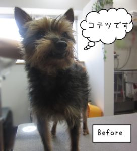 ミックスのコテツちゃんカット前