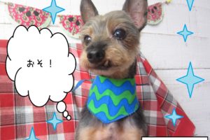 仕上がりミックス