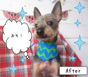 仕上がりミックス