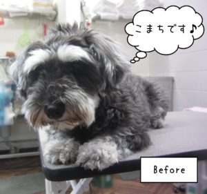 Mシュナのこまちちゃんカット前