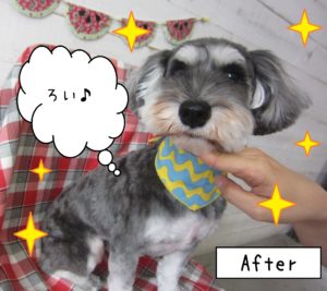 仕上がりMシュナ