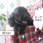 仕上がりミックス