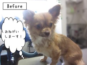 よろしくチワワ