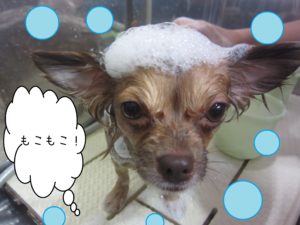 シャンプーチワワ