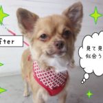 仕上がりチワワ