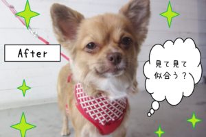 仕上がりチワワ