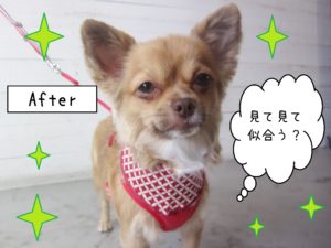 仕上がりチワワ