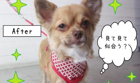 仕上がりチワワ