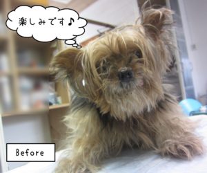 ヨーキーのリリスちゃんカット前