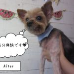 ヨーキーのてんちゃんの施術後