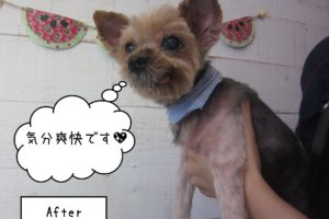 ヨーキーのてんちゃんの施術後