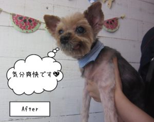 ヨーキーのてんちゃんの施術後
