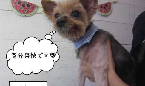 ヨーキーのてんちゃんの施術後