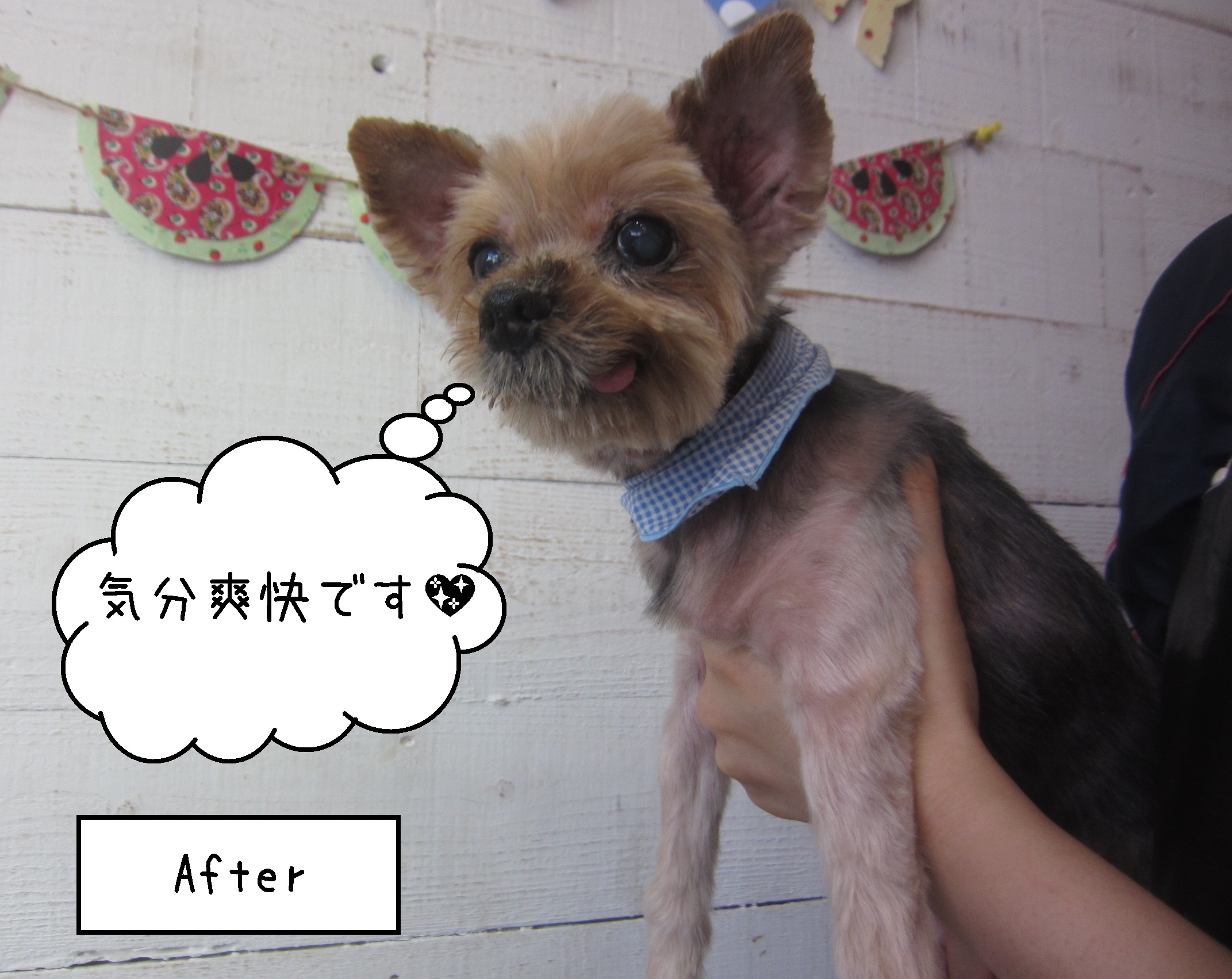 ヨーキーのてんちゃんの施術後