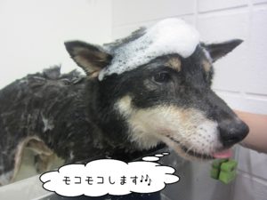 柴犬のカールちゃんシャンプー