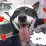 柴犬のカールちゃんスパ入浴中