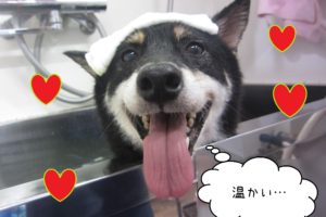 柴犬のカールちゃんスパ入浴中