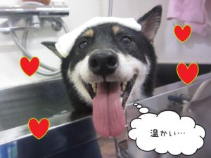 柴犬のカールちゃんスパ入浴中