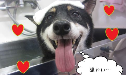 柴犬のカールちゃんスパ入浴中