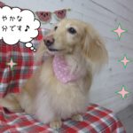 MDのぴあのちゃん施術後