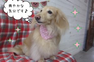 MDのぴあのちゃん施術後