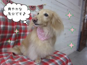 MDのぴあのちゃん施術後