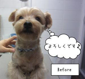 ヨーキーのエルちゃんカット前