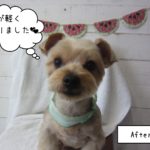 ヨーキーのエルちゃん施術後