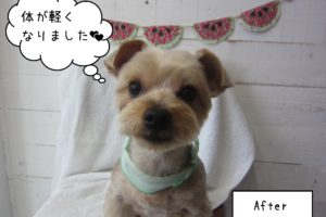 ヨーキーのエルちゃん施術後