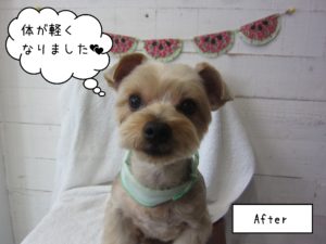 ヨーキーのエルちゃん施術後