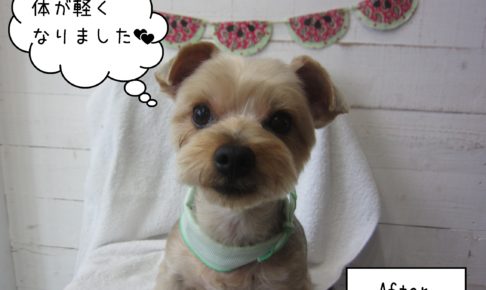 ヨーキーのエルちゃん施術後