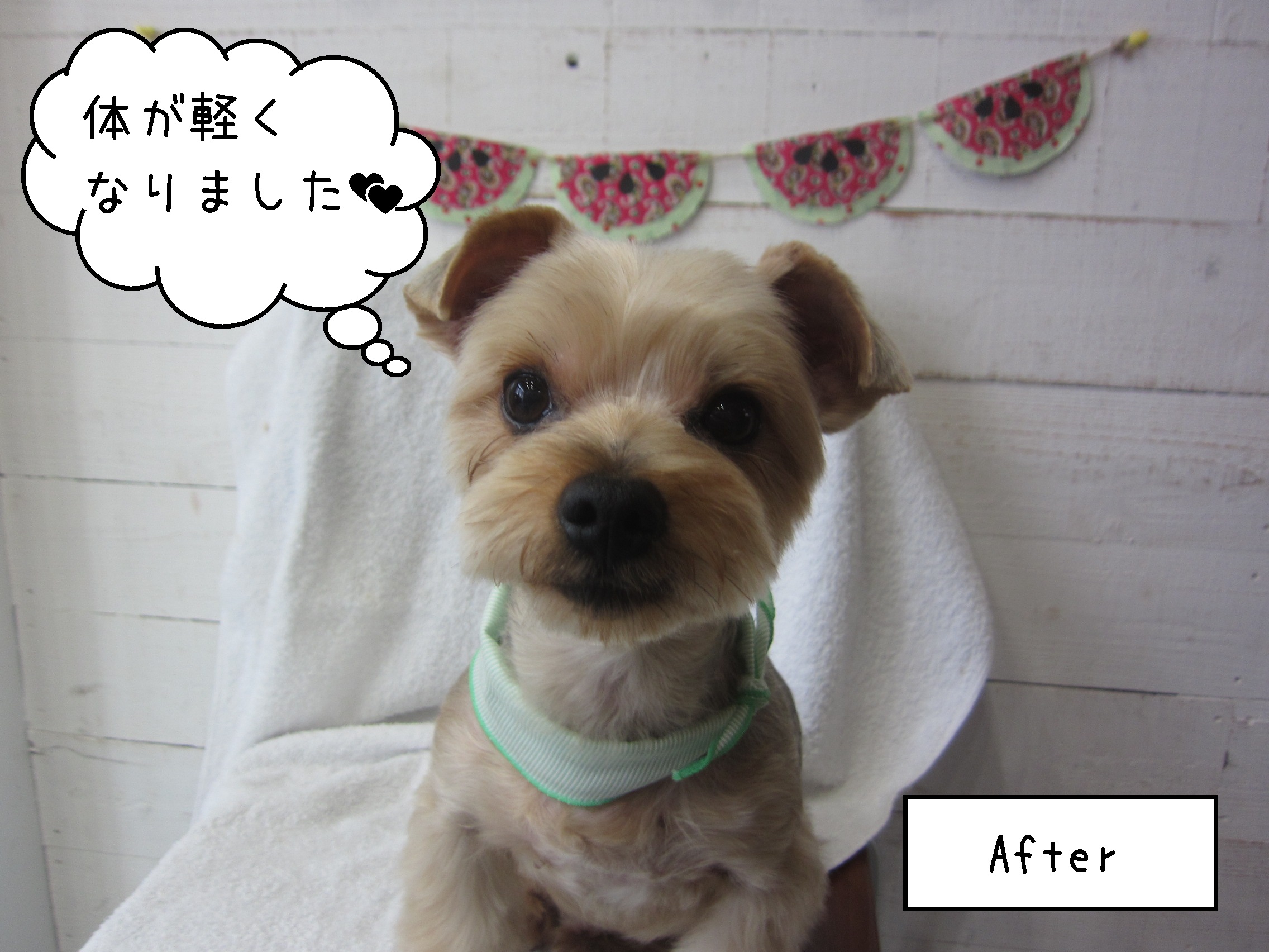 ヨーキーのエルちゃん施術後