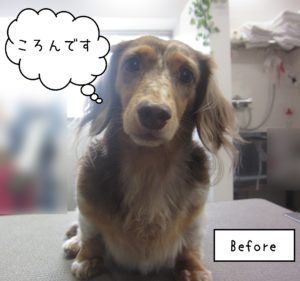 MDのころんちゃんカット前