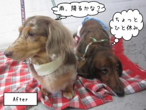 MDのころん＆れおんちゃん施術後