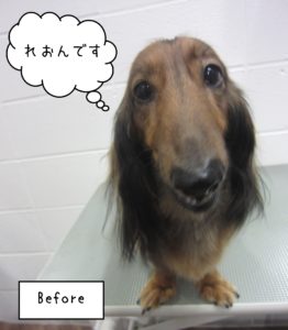 MDのれおんちゃんカット前