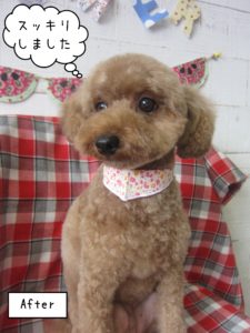 TPのココアちゃん施術後