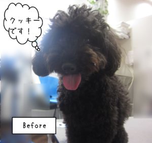 TPのクッキーちゃんカット前