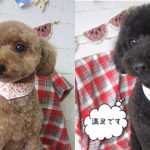 20190826クッキー＆ココアちゃんアイキャッチ