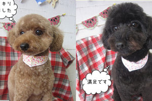 20190826クッキー＆ココアちゃんアイキャッチ