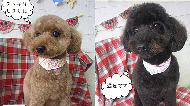 20190826クッキー＆ココアちゃんアイキャッチ