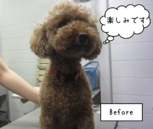 TPのてんこちゃんカット前