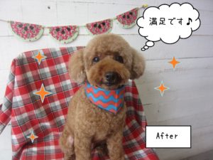 TPのてんこちゃん施術後