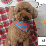 TPてんこちゃんアイキャッチ