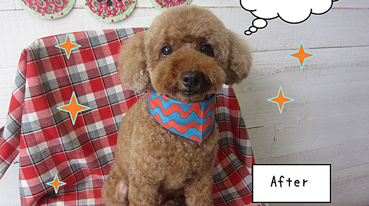 TPてんこちゃんアイキャッチ