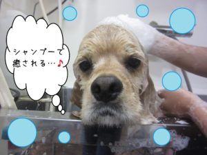 シャンプーAコック