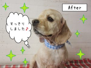 仕上がりAコック