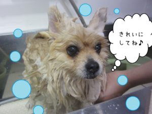 シャンプーポメ