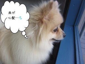 雨が心配ポメ